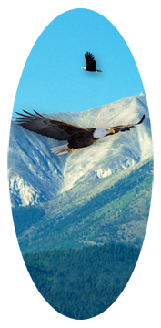 Soaring Eagle Im Free